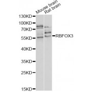 Western blot analysis of extracts of various cell lines, using RBFOX3 antibody (abx000911) at 1/1000 dilution.