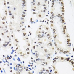 Splicing Factor Proline And Glutamine Rich (SFPQ) Antibody