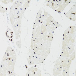 Splicing Factor Proline And Glutamine Rich (SFPQ) Antibody