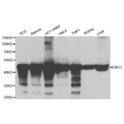 Western blot analysis of extracts of various cell lines, using ENO1 antibody (abx000969) at 1/1000 dilution.