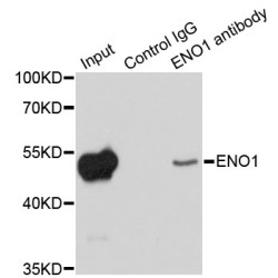 Alpha-Enolase (ENO1) Antibody