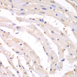 Proteasome Subunit Beta Type 1 (PSMB1) Antibody