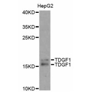 Western blot analysis of extracts of HepG2 cells, using TDGF1 antibody (abx000988) at 1/1000 dilution.