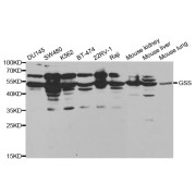 Western blot analysis of extracts of various cell lines, using GSS antibody (abx000992) at 1/1000 dilution.