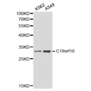 Western blot analysis of extracts of various cell lines, using C19orf10 antibody (abx001014).