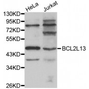 Western blot analysis of extracts of various cell lines, using BCL2L13 antibody (abx001026).