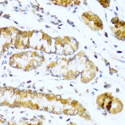 Glucagon (GCG) Antibody
