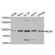 Western blot analysis of extracts of various cell lines, using MCM7 antibody (abx001052) at 1/1000 dilution.