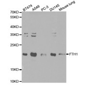 Western blot analysis of extracts of various cell lines, using FTH1 antibody (abx001058) at 1/1000 dilution.