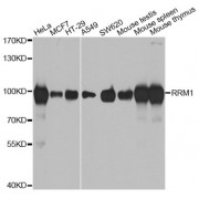 Western blot analysis of extracts of various cell lines, using RRM1 antibody (abx001066) at 1/1000 dilution.