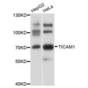 Western blot analysis of extracts of various cell lines, using TICAM1 antibody (abx001069) at 1/1000 dilution.