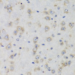 Ubiquitin-Like Protein ISG15 (ISG15) Antibody