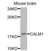 Western blot analysis of extracts of mouse brain, using CALM1 antibody (abx001099) at 1/1000 dilution.