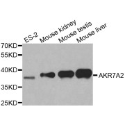 Western blot analysis of extracts of various cell lines, using AKR7A2 antibody (abx001139) at 1/1000 dilution.