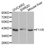 Western blot analysis of extracts of various cell lines, using F11R antibody (abx001153) at 1/1000 dilution.