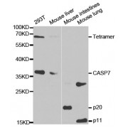 Western blot analysis of extracts of various cell lines, using CASP7 antibody (abx001283) at 1/1000 dilution.