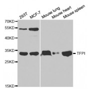 Western blot analysis of extracts of various cell lines, using TFPI antibody (abx001368) at 1/1000 dilution.