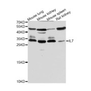 Western blot analysis of extracts of various cell lines, using IL7 antibody (abx001389) at 1/500 dilution.