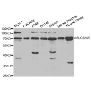 Western blot analysis of extracts of various cell lines, using SLC22A5 antibody (abx001408) at 1/1000 dilution.