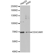 Western blot analysis of extracts of various cell lines, using CEACAM1 antibody (abx001427) at 1/1000 dilution.