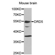 Western blot analysis of extracts of mouse brain, using DRD5 antibody (abx001436) at 1/1000 dilution.