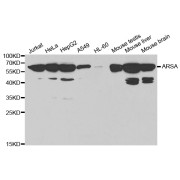 Western blot analysis of extracts of various cell lines, using ARSA antibody (abx001447) at 1/1000 dilution.