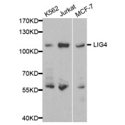 Western blot analysis of extracts of various cell lines, using LIG4 antibody (abx001451) at 1/500 dilution.