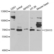 Western blot analysis of extracts of various cell lines, using CDH13 antibody (abx001461) at 1/1000 dilution.
