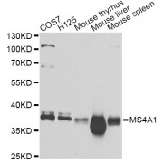 Western blot analysis of extracts of various cell lines, using MS4A1 Antibody (abx001485) at 1/1000 dilution.