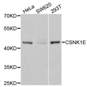 Western blot analysis of extracts of various cell lines, using CSNK1E antibody (abx001488) at 1/1000 dilution.