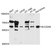 Western blot analysis of extracts of various cell lines, using SLC22A6 antibody (abx001500) at 1/1000 dilution.