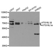 Western blot analysis of extracts of various cell lines, using ATG16L1 antibody (abx001541) at 1/1000 dilution.