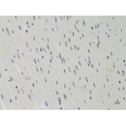 Lamin B1 (LMNB1) Antibody