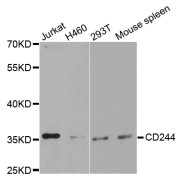 Western blot analysis of extracts of various cell lines, using CD244 antibody (abx001622) at 1/1000 dilution.