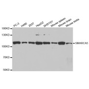 Western blot analysis of extracts of various cell lines, using SMARCA5 antibody (abx001626) at 1/1000 dilution.