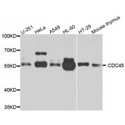 Western blot analysis of extracts of various cell lines, using cdc45 antibody (abx001664) at 1/1000 dilution.