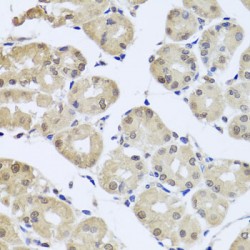 Cell Division Cycle 45 (cdc45) Antibody