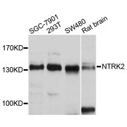 Western blot analysis of extracts of various cell lines, using NTRK2 antibody (abx001711) at 1/1000 dilution.