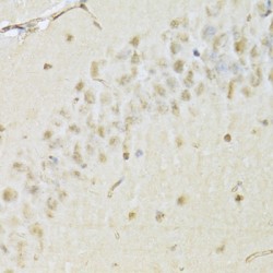 Histone Deacetylase 3 (HDAC3) Antibody