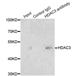 Histone Deacetylase 3 (HDAC3) Antibody