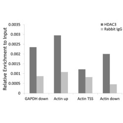 Histone Deacetylase 3 (HDAC3) Antibody