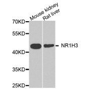 Western blot analysis of extracts of various cell lines, using NR1H3 antibody (abx001753) at 1/1000 dilution.