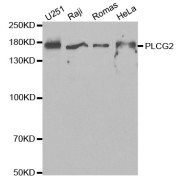 Western blot analysis of extracts of various cell lines, using PLCG2 antibody (abx001794) at 1/1000 dilution.