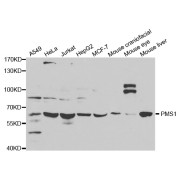 Western blot analysis of extracts of various cell lines, using PMS1 antibody (abx001795) at 1/1000 dilution.