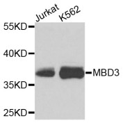 Western blot analysis of extracts of various cell lines, using MBD3 antibody (abx001836) at 1/1000 dilution.