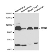 Western blot analysis of extracts of various cell lines, using AXIN2 antibody (abx001955) at 1/1000 dilution.