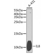 Western blot analysis of extracts of A-431 cells, using IL8/CXCL8 antibody (abx001979) at 1/1000 dilution.