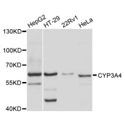 Western blot analysis of extracts of various cell lines, using CYP3A4 antibody (abx001982) at 1/1000 dilution.