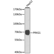 Western blot analysis of extracts of HepG2 cells, using PRKG1 antibody (abx002002) at 1/1000 dilution.