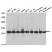 Western blot analysis of extracts of various cell lines, using TPI1 antibody (abx002016) at 1/1000 dilution.